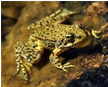 yellow-legged-frog