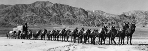 Twenty Mule Team