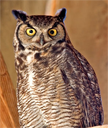 California Great Owl