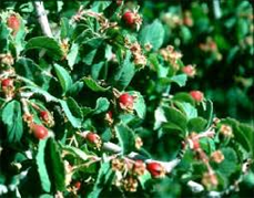 Utah Serviceberry