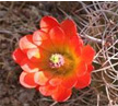 Mojave Kingcup Cactus