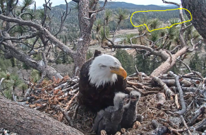 Photo from Friends of Big Bear Valley bald eagle nest camera. The outlined area near the top right of the photo shows the proposed project site.